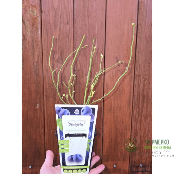 Разсад Американска Боровинка Блуголд Vaccinium corymbosum Bluegold