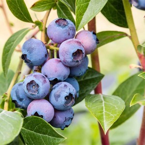 Разсад Американска Боровинка Блуголд / Vaccinium corymbosum Bluegold