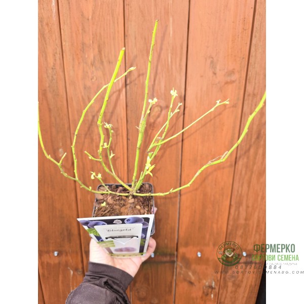 Разсад Американска Боровинка Блуголд Vaccinium corymbosum Bluegold