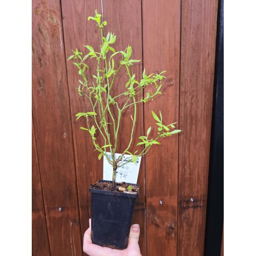 Разсад Американска Боровинка Голдтраубе / Vaccinium corymbosum Goldtraube