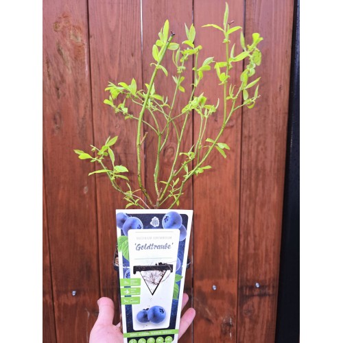 Разсад Американска Боровинка Голдтраубе / Vaccinium corymbosum Goldtraube