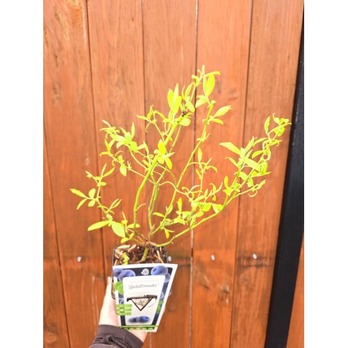 Разсад Американска Боровинка Голдтраубе / Vaccinium corymbosum Goldtraube