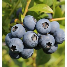 Разсад Американска Боровинка Голдтраубе Vaccinium corymbosum Goldtraube