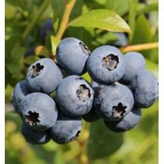 Разсад Американска Боровинка Голдтраубе Vaccinium corymbosum Goldtraube