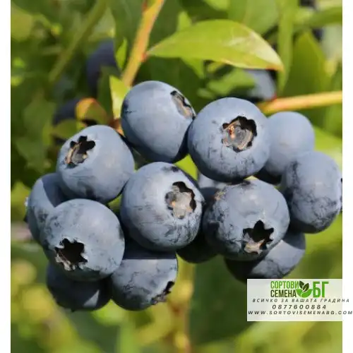 Разсад Американска Боровинка Голдтраубе / Vaccinium corymbosum Goldtraube