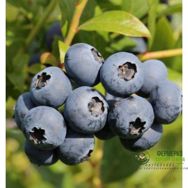 Разсад Американска Боровинка Голдтраубе Vaccinium corymbosum Goldtraube