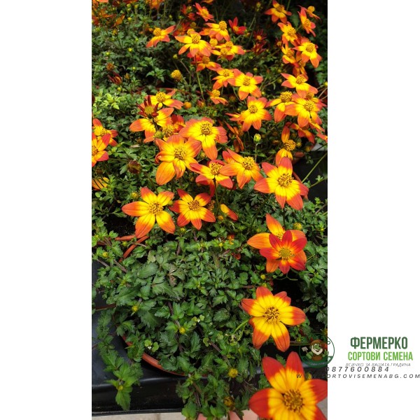 Разсад Биденс