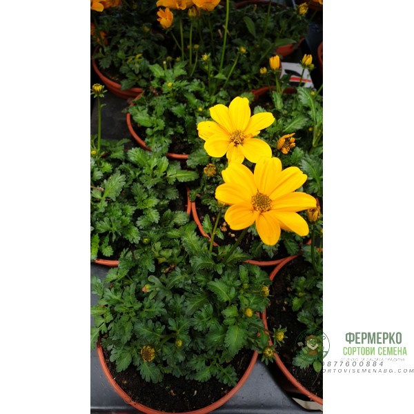 Разсад Биденс