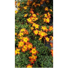 Разсад Биденс