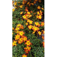 Разсад Биденс