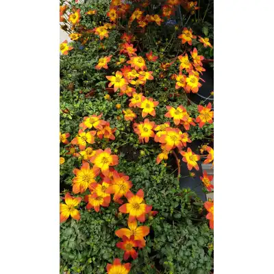 Разсад Биденс