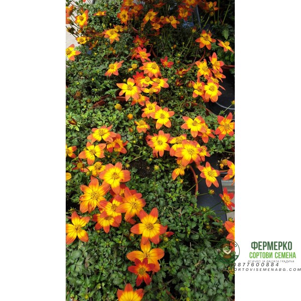 Разсад Биденс