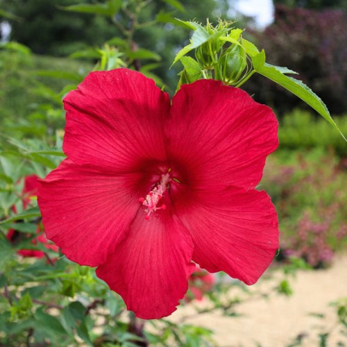 Разсад Блатен Червен Хибискус / Hibiscus moscheutos Lord Baltimore в саксия