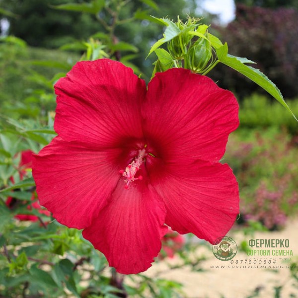 Разсад Блатен Червен Хибискус Hibiscus moscheutos Lord Baltimore в саксия