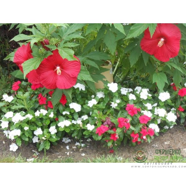 Разсад Блатен Червен Хибискус Hibiscus moscheutos Lord Baltimore в саксия