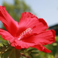 Разсад Блатен Червен Хибискус Hibiscus moscheutos Lord Baltimore в саксия