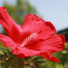 Разсад Блатен Червен Хибискус Hibiscus moscheutos Lord Baltimore в саксия