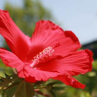 Разсад Блатен Червен Хибискус / Hibiscus moscheutos Lord Baltimore в саксия