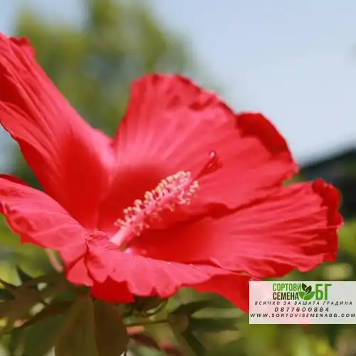 Разсад Блатен Червен Хибискус / Hibiscus moscheutos Lord Baltimore в саксия
