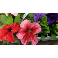 Бордюрна петуния разсад (различни цветове) 10 бр в опаковка