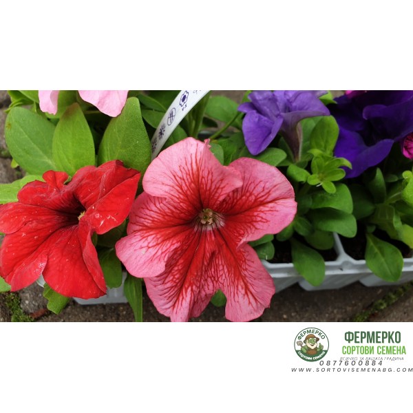 Бордюрна петуния разсад (различни цветове) 10 бр в опаковка