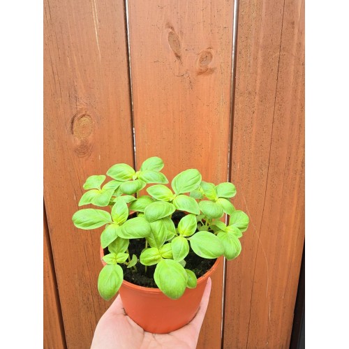 Разсад Босилек / Ocimum basilicum