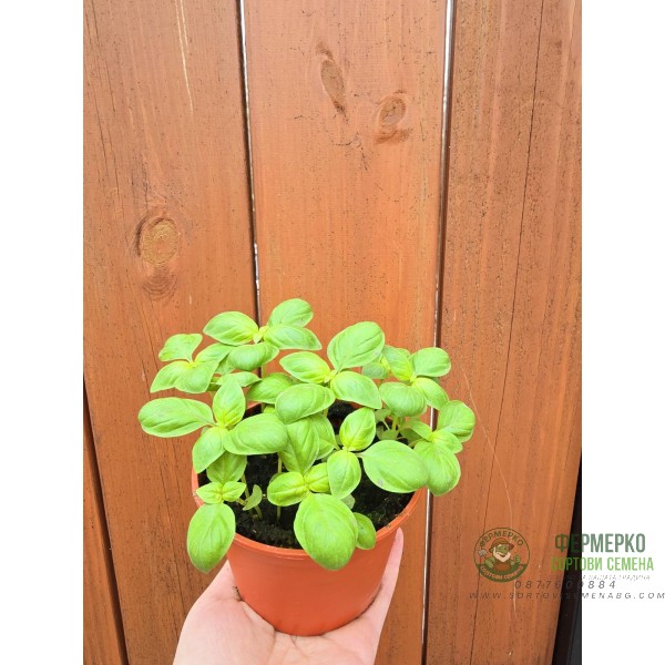 Разсад Босилек Ocimum basilicum Разсад Босилек Ocimum basilicum
