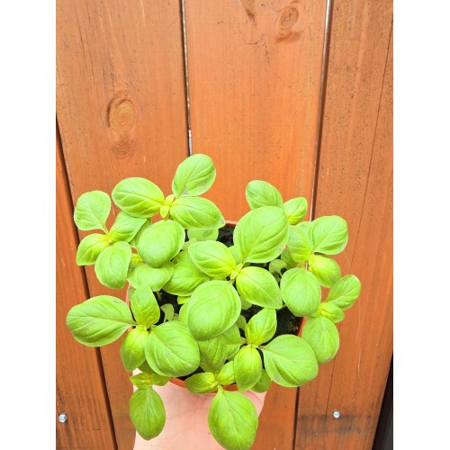 Разсад Босилек / Ocimum basilicum