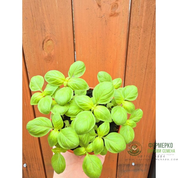 Разсад Босилек Ocimum basilicum Разсад Босилек Ocimum basilicum