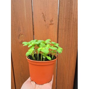 Разсад Босилек / Ocimum basilicum