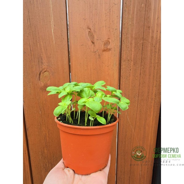 Разсад Босилек Ocimum basilicum Разсад Босилек Ocimum basilicum