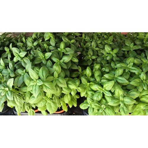 Разсад Босилек / Ocimum basilicum