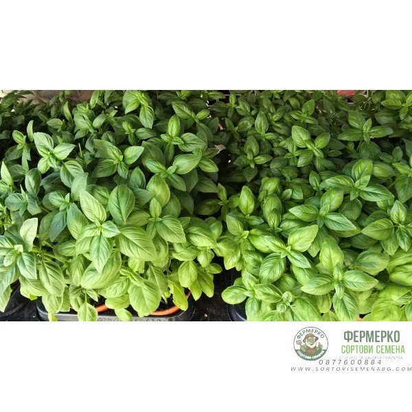 Разсад Босилек Ocimum basilicum Разсад Босилек Ocimum basilicum