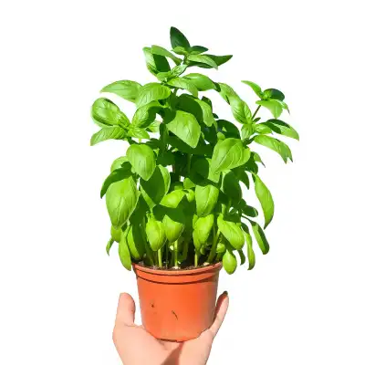 Разсад Босилек / Ocimum basilicum