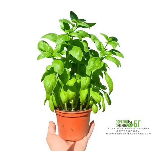 Разсад Босилек / Ocimum basilicum Разсад Босилек / Ocimum basilicum