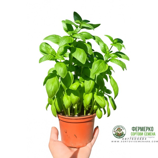 Разсад Босилек Ocimum basilicum