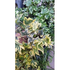 Разсад Бръшлян микс