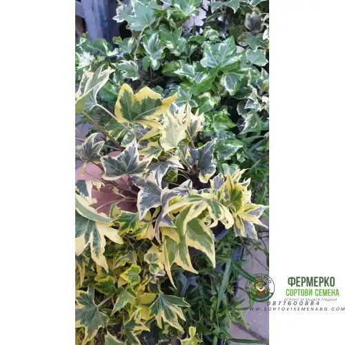 Разсад Бръшлян микс