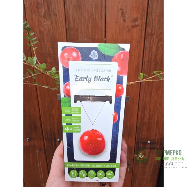 Разсад Американска Червена Боровинка Vaccinium Macrocarpon Early Black