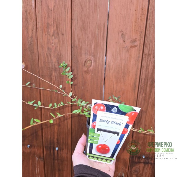Разсад Американска Червена Боровинка Vaccinium Macrocarpon Early Black