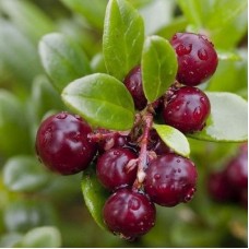 Разсад Американска Червена Боровинка Vaccinium Macrocarpon Early Black