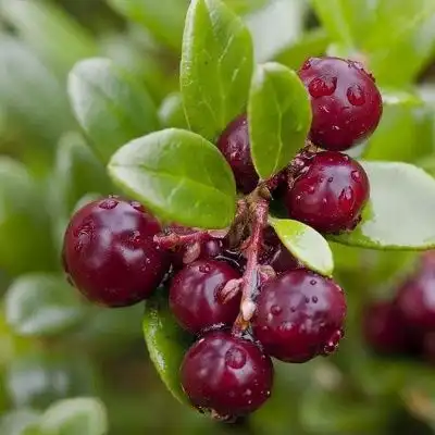 Разсад Американска Червена Боровинка / Vaccinium Macrocarpon Early Black