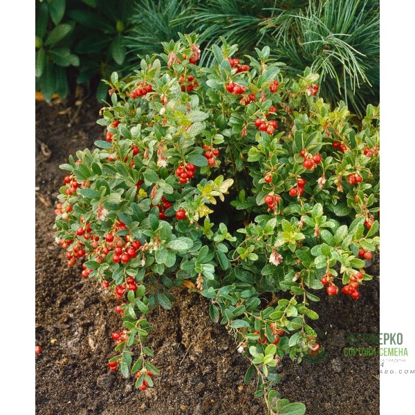 Разсад Американска Червена Боровинка Vaccinium Macrocarpon Early Black