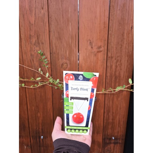 Разсад Американска Червена Боровинка / Vaccinium Macrocarpon Early Black