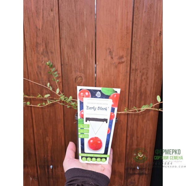 Разсад Американска Червена Боровинка Vaccinium Macrocarpon Early Black