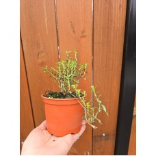 Разсад Чубрица Satureja hortensis