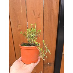 Разсад Чубрица Satureja hortensis