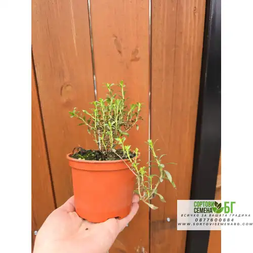 Разсад Чубрица / Satureja hortensis Разсад Чубрица / Satureja hortensis