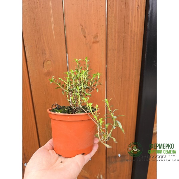 Разсад Чубрица Satureja hortensis