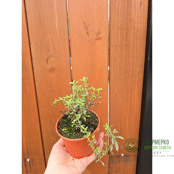 Разсад Чубрица Satureja hortensis